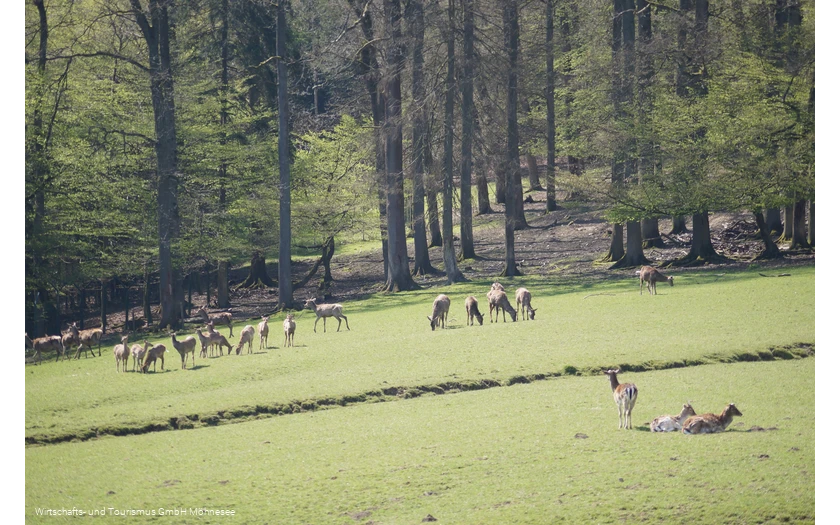 Wildpark Völlinghausen