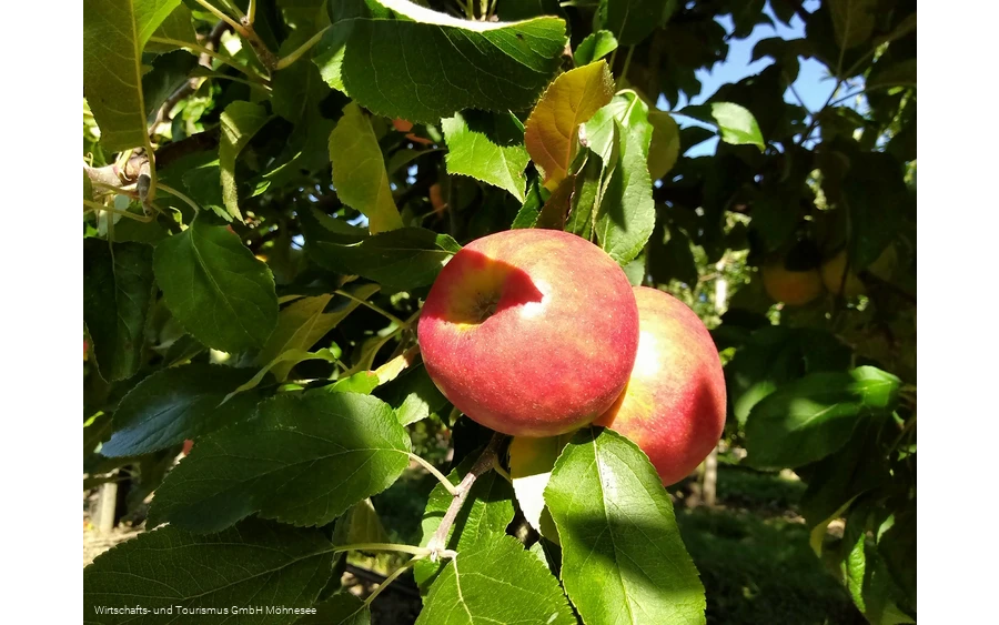 Image-4.jpg