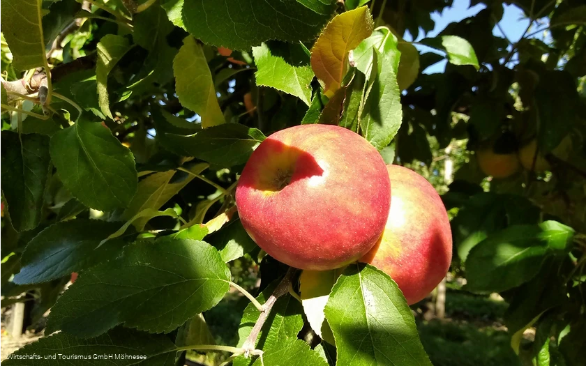 Image-4.jpg