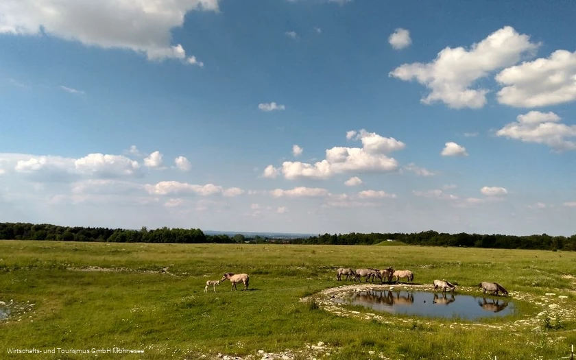 Wildpferde Naturschutzgebiet Kleiberg Wildpferde Naturschutzgebiet Kleiberg