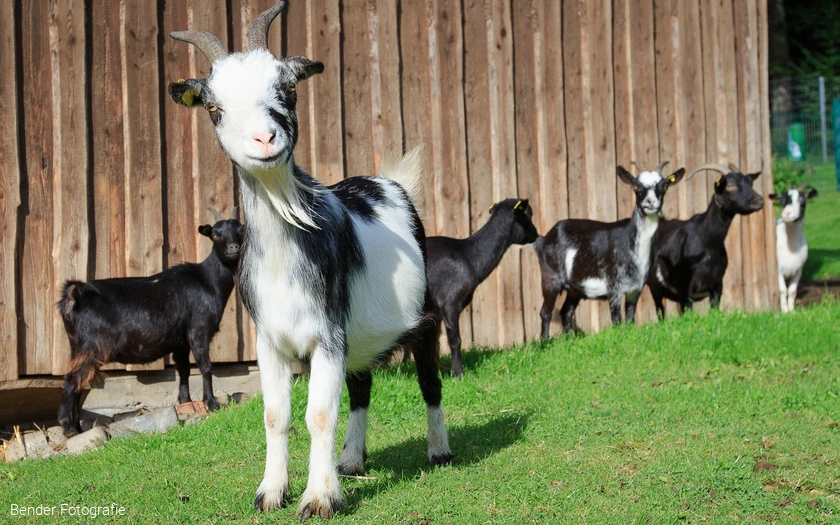 Ziege im Wildpark Völlinghausen