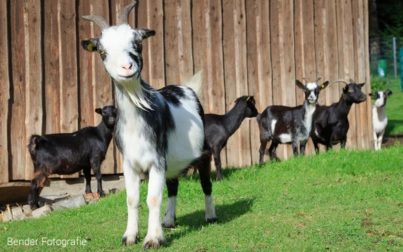 Ziege im Wildpark Völlinghausen