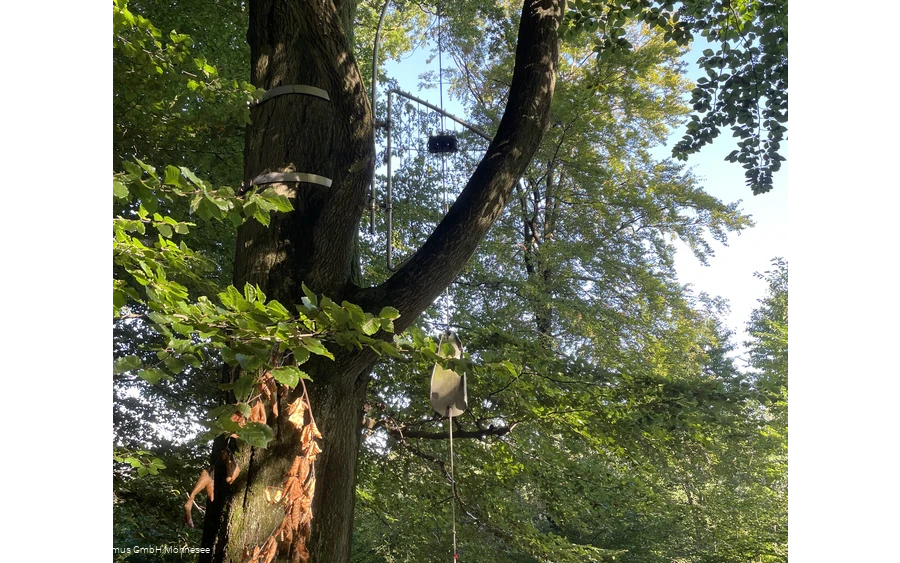 Baumharfe Klangwald Möhnesee Baumharfe Klangwald Möhnesee